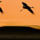 Tapet Idealdecor Birds At Sunset