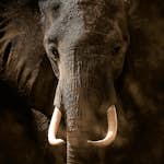 Tapet Idealdecor Elephant Ivory