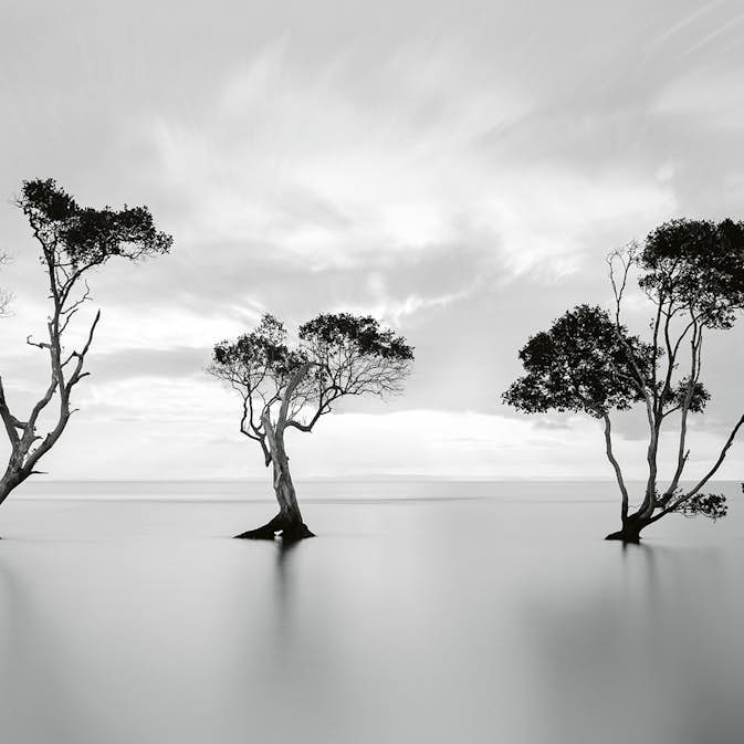 Tapet Idealdecor Trees In The Still Water