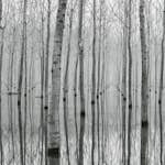 Tapet Idealdecor Birch Forest In The Water