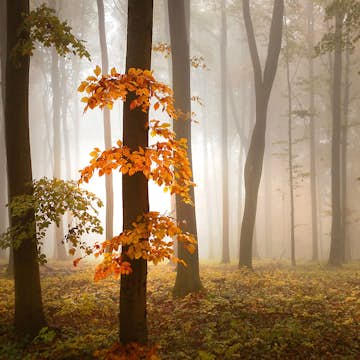 Tapet Idealdecor Foggy Autumn Forrest