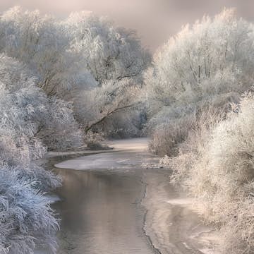 Tapet Idealdecor Frozen Forrest