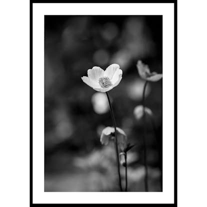 Poster Gallerix White Flower BW