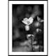 Poster Gallerix White Flower BW