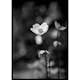 Poster Gallerix White Flower BW
