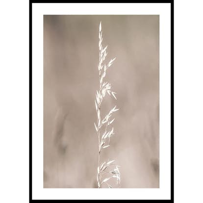 Poster Gallerix Boho Dried In Nature No4