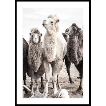Poster Gallerix Camels