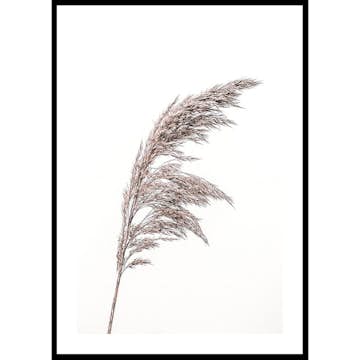 Poster Gallerix Boho Dried In Nature No3