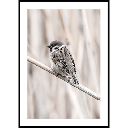 Poster Gallerix Tree Sparrow