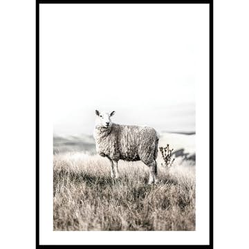 Poster Gallerix White Sheep In Field