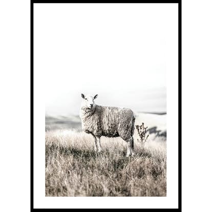 Poster Gallerix White Sheep In Field