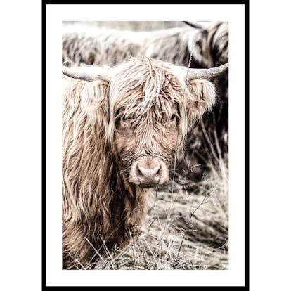 Poster Gallerix Cow Up Close