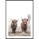 Poster Gallerix Scottish Highlanders No3