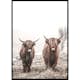 Poster Gallerix Scottish Highlanders No3