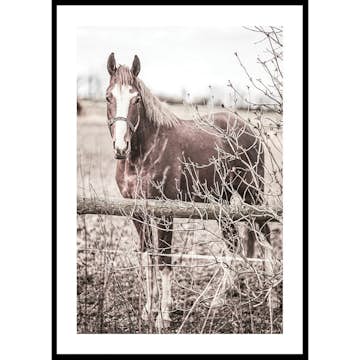 Poster Gallerix One Brown Horse