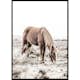 Poster Gallerix Wild Horse In Field