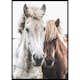Poster Gallerix Wild Horses Up Close