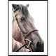 Poster Gallerix Brown Horse Up Close