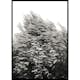Poster Gallerix Bush Of Plants