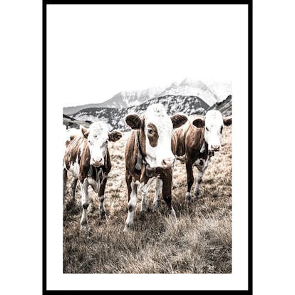 Poster Gallerix Cattle In Field