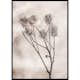 Poster Gallerix Dried Flower Sprig