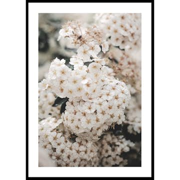 Poster Gallerix White Spring Flowers