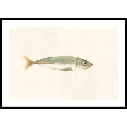 Poster Gallerix Colored Sardine