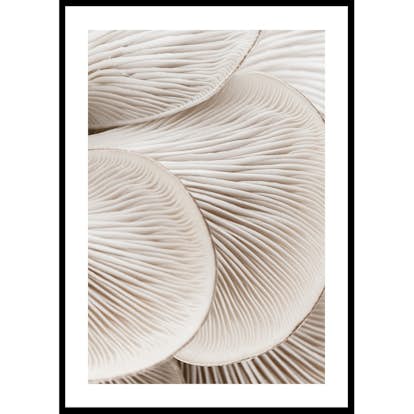 Poster Gallerix Mushrooms Close Up