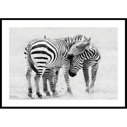 Poster Gallerix Zebras B&W