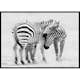 Poster Gallerix Zebras B&W