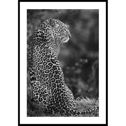 Poster Gallerix Jaguar B&W
