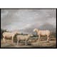 Poster Gallerix Ryelands Sheep The King's Ram The King's Ewe And Lord Somerville's Wether By James Ward