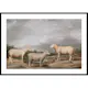 Poster Gallerix Ryelands Sheep The King's Ram The King's Ewe And Lord Somerville's Wether By James Ward