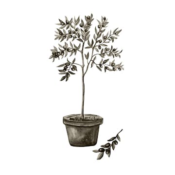 Posters Venture Home Olive Vit/grön