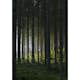 Posters Venture Home Woods Svart/grön