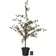 Dekorationsträd Star Trading Larix 115 cm 40L