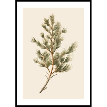 Poster Gallerix Fir Tree Branch