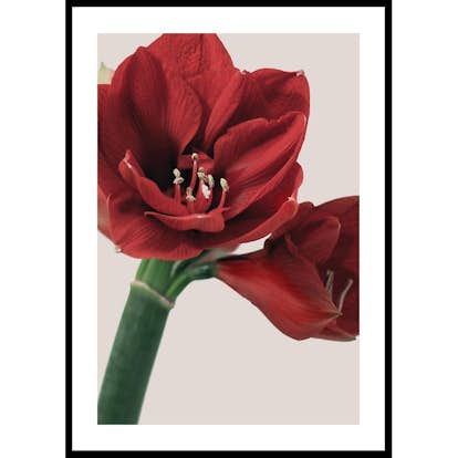 Poster Gallerix Red Amaryllis