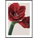 Poster Gallerix Red Amaryllis