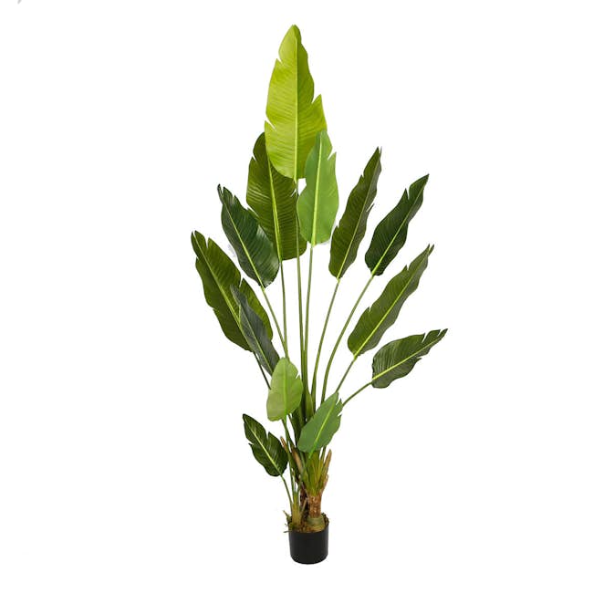 Konstväxt Lykke Bird of Paradise