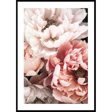 Poster Gallerix Blushing Petals
