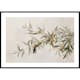 Poster Gallerix Olive Branch Aquarelle