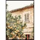 Poster Gallerix Lemon Grove Serenade