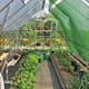 Växthus Canopia by Palram Balance 8,9 m²