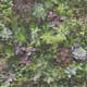 Tapet Galerie Wallcoverings Evergreen 7322