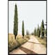 Poster Gallerix Tuscan Cypress Lane