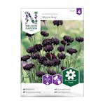 Frö Blåklint Nelson Garden Black Boy