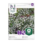 Frö Brudslöja Nelson Garden Enkel Vit