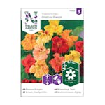 Frö Slingerkrasse Nelson Garden Glorius Gleam Mix