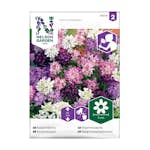 Frö Roseniberis Nelson Garden Mix